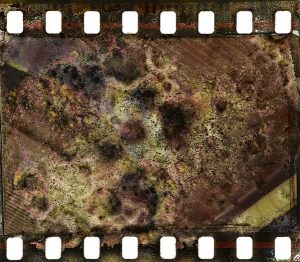 mold-or-fungus-on-film-collinschin